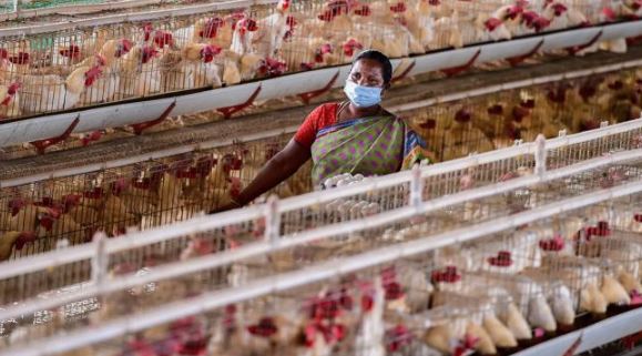 'छत्तीसगढ़ के रायगढ़ में बर्ड फ्लू का प्रकोप; 17,000 मुर्गियां, बटेर मारे गए | '